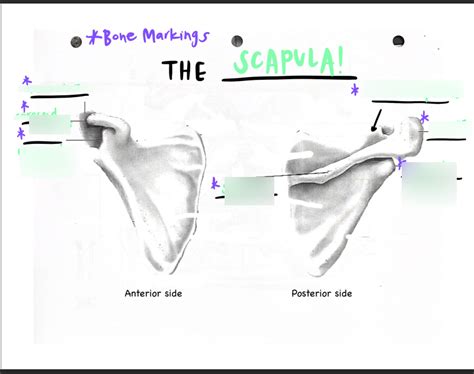 Image result for Scapula Bone Markings