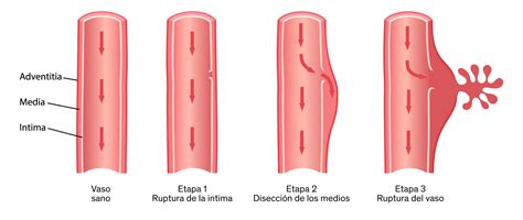 Medical Dissection に対する画像結果
