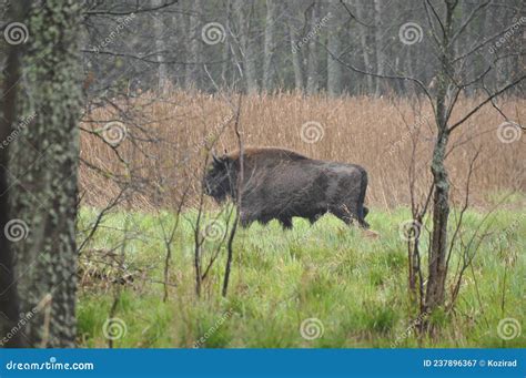 Grootste Bizon に対する画像結果