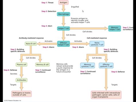 Adaptive Immunity Flow Chart に対する画像結果
