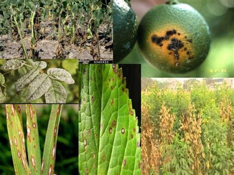 Image result for AUDPC without Log Transformation