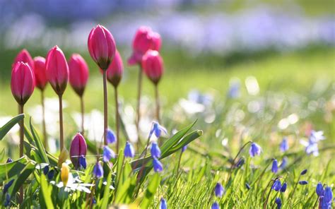 Image result for Spring Wallpaper Widescreen 1280X800