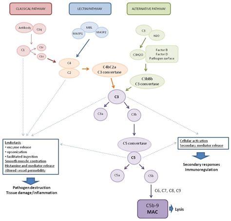 Image result for Antimicrobial Substance the Complement System