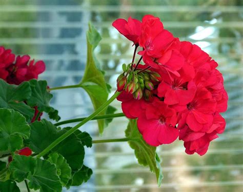 Image result for Geranium Best Red