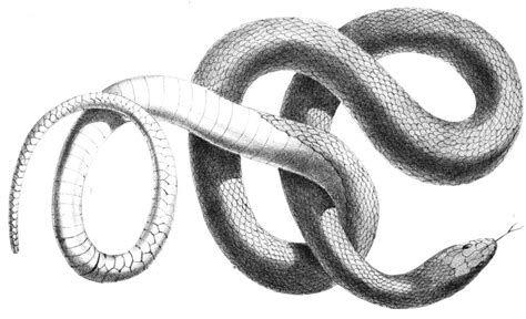 Toradh íomhá ar Python Escape Sequence