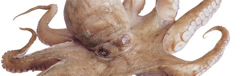 Atlantic Pygmy Octopus - Octopus - Facts and Information