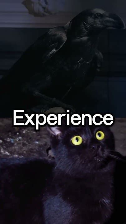 Image result for Ravens Bird and Cats