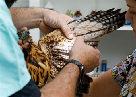 Image result for Exploding Bird Feathers