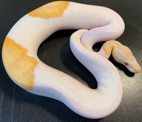 Image result for White Bod Python