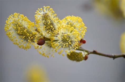 Image result for Pine Tree Catkins