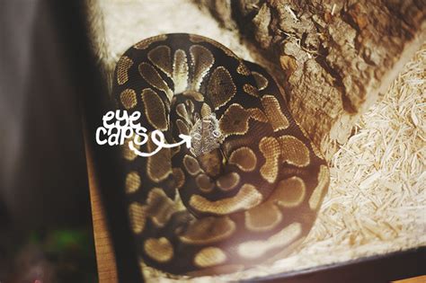 Image result for Python Sheedng Skin