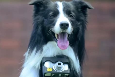 Afbeeldingsresultaten voor Head-Mounted Dog Camera