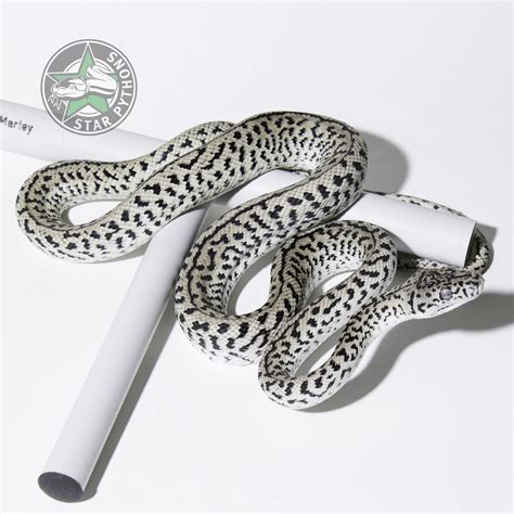 Afbeeldingsresultaten voor Axanthic Jungle Carpet Python