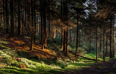 Toradh íomhá ar Forest Buck Ground Game