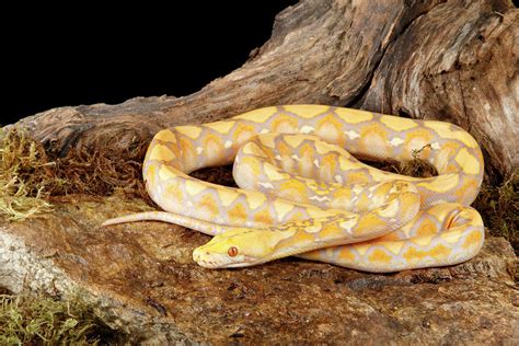 Purple Reticulated Python Morphs