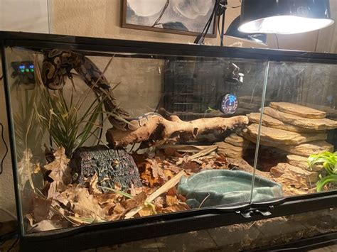 Ball Python Snake Tank-साठीचा प्रतिमा निकाल