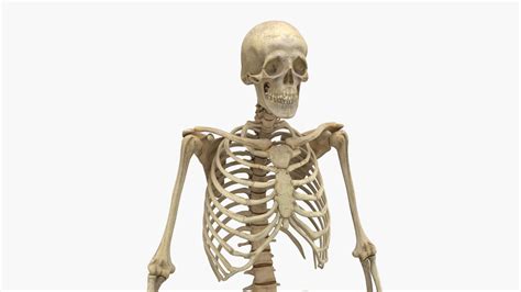 Image result for Python Skeleton 3D