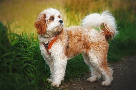 Cavapoo Puppies Breeders に対する画像結果