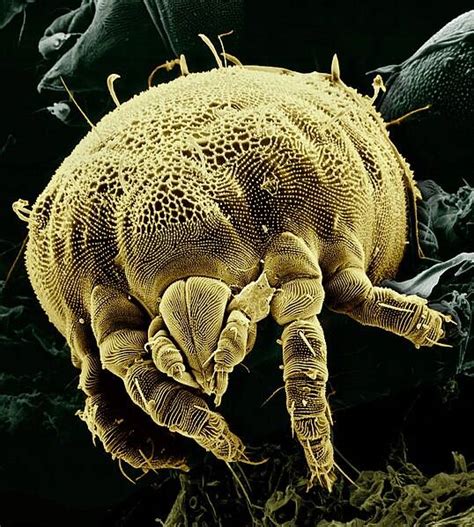 Image result for Insects Under Electron Microscope