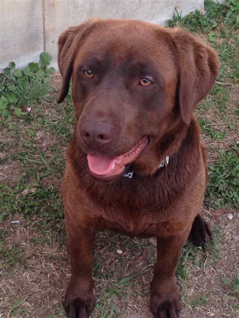 Beagle Lab Mix Free に対する画像結果