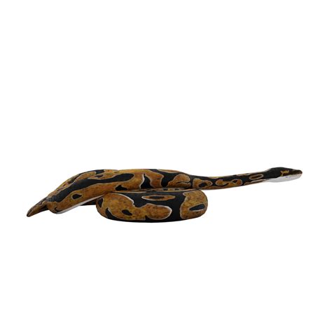 Afbeeldingsresultaten voor Ball Python Transparent Background