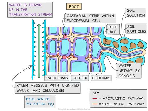 Toradh íomhá ar Transpiration Stream Diagram