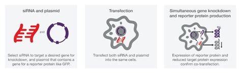 Bildergebnis für Invitrogen Transfection