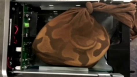 Find the Hidden Python に対する画像結果