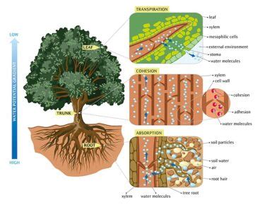 Image result for Basic Structure of a Tree