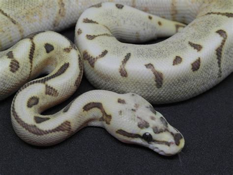 Toradh íomhá ar Spider Enchi Ball Python