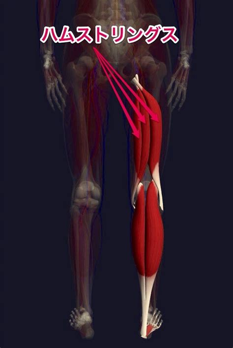 Sore Hamstring に対する画像結果