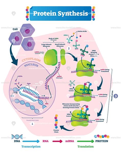 Afbeeldingsresultaten voor Protein Synthesis Process Diagram