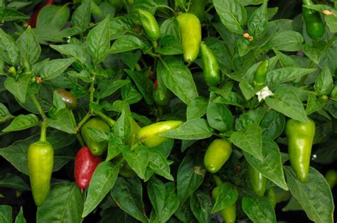 Fresno State Student Union に対する画像結果