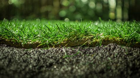 Image result for How to Grow Grass Quickly