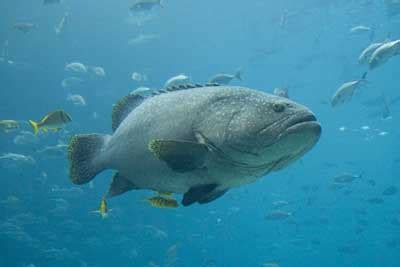 Image result for Fish in Danger of Extinction