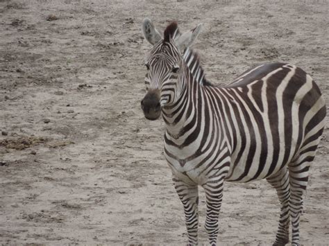 Toradh íomhá ar Zebra Gamer LBP