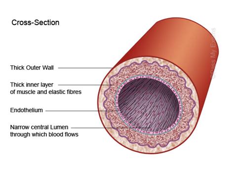 Transverse Section of Vein and Artery に対する画像結果
