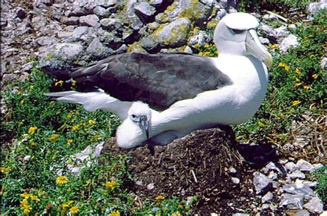 Image result for What Is a Wandering Albatross