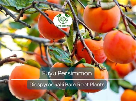 Image result for Persimmon Tree Sapling