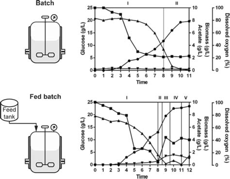 Image result for E. Coli Fermentor
