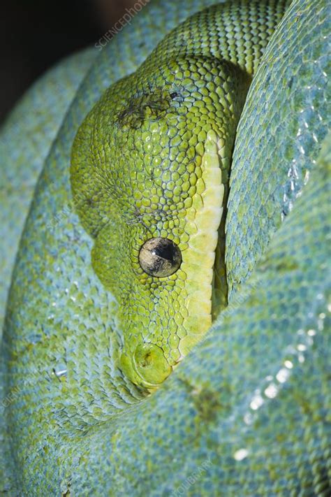 Image result for Misol Green Tree Python