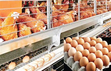 Image result for Egg Distribution Java Source Code