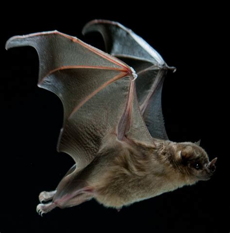 Toradh íomhá ar Bats in Australia