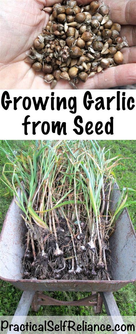 Image result for Growing Garlic From Seed Heads