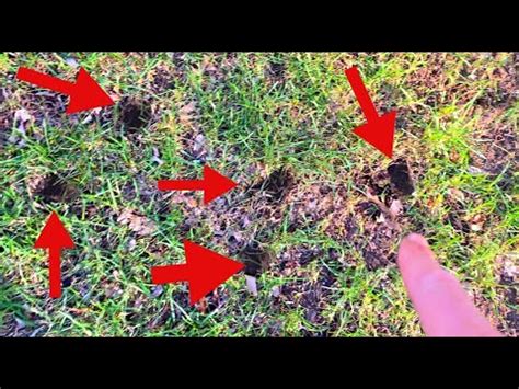 Toradh íomhá ar How to Keep Squirrels From Digging