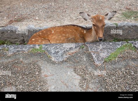 Image result for Nara Japan Deer Map