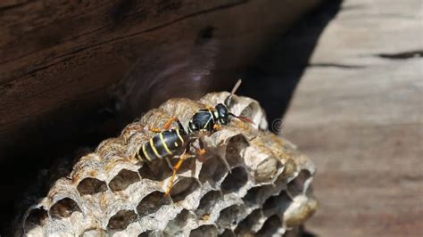 Afbeeldingsresultaten voor Wasp Nest Building