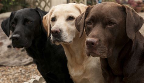 Labrador Mixed with Golden Retriever માટે ઇમેજ પરિણામ