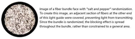 Fiber Randomization Test-Related に対する画像結果