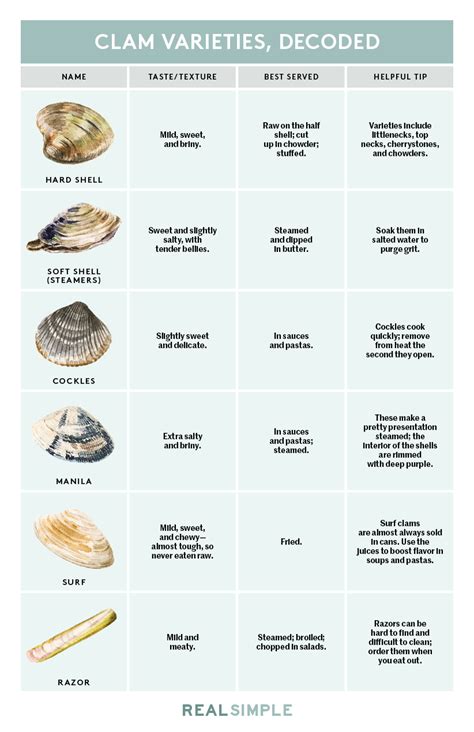 Image result for Clam Shell Identification